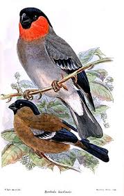 Attēlu rezultāti vaicājumam “Pyrrhula pyrrhula”