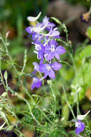 Image result for Consolida ajacis oder Consolida regalis