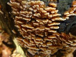 Attēlu rezultāti vaicājumam “Antrodiella”