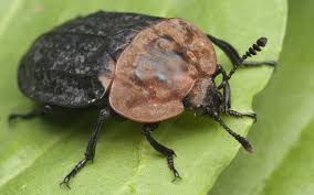 Attēlu rezultāti vaicājumam “Oiceoptoma thoracicum”