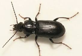 Attēlu rezultāti vaicājumam “Pterostichus quadrifoveolatus”