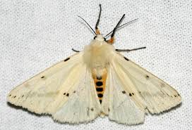 Attēlu rezultāti vaicājumam “Spilosoma lutea imago”