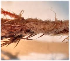 Attēlu rezultāti vaicājumam “Polytrichum strictum”