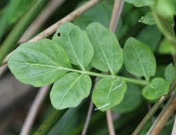 Attēlu rezultāti vaicājumam “Cardamine amara”
