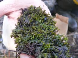 Attēlu rezultāti vaicājumam “Sphagnum platyphyllum”