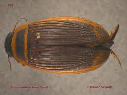 Attēlu rezultāti vaicājumam “Dytiscus sp.”