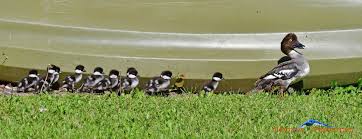 Attēlu rezultāti vaicājumam “Bucephala clangula juvenile”