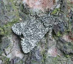 Attēlu rezultāti vaicājumam “Acronicta megacephala”