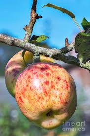 Attēlu rezultāti vaicājumam “Malus domestica fruit”