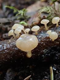 Attēlu rezultāti vaicājumam “Cudoniella clavus”