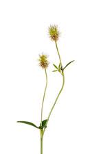 Attēlu rezultāti vaicājumam “Trifolium montanum fruit”