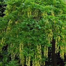 Attēlu rezultāti vaicājumam “Laburnum alpinum leaf”