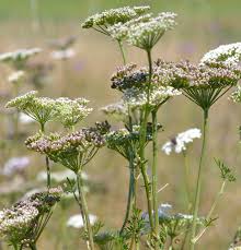 Attēlu rezultāti vaicājumam “Laserpitium pruthenicum”