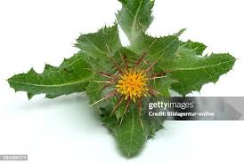 Image result for Cnicus benedictus