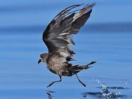 Image result for Oceanodroma monorhis