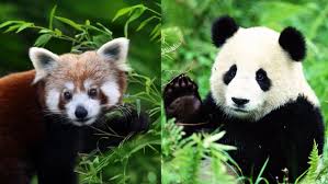 Résultat de recherche d'images pour "pandas"