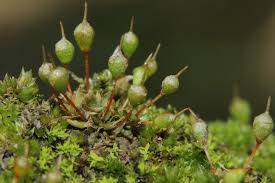 Attēlu rezultāti vaicājumam “Physcomitrium pyriforme”