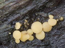 Attēlu rezultāti vaicājumam “Hymenoscyphus imberbis”