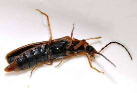 Attēlu rezultāti vaicājumam “Denticollis linearis”