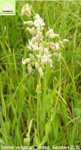 Attēlu rezultāti vaicājumam “Silene wolgensis”