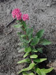 Attēlu rezultāti vaicājumam “Hylotelephium telephium flower”