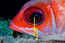 Image result for Holocentrus adscensionis