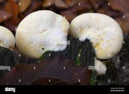 Attēlu rezultāti vaicājumam “Crepidotus applanatus”