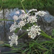 Attēlu rezultāti vaicājumam “Oenanthe aquatica flower”