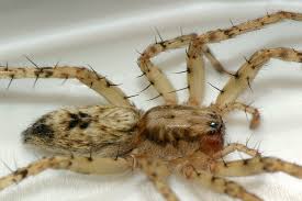 Attēlu rezultāti vaicājumam “Anyphaena accentuata”