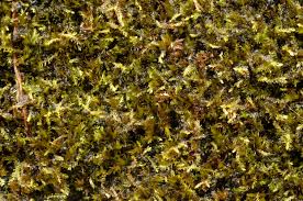 Attēlu rezultāti vaicājumam “Kurzia pauciflora”