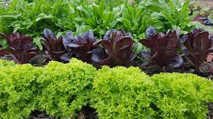 Image result for Pflücksalat