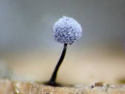 Attēlu rezultāti vaicājumam “Didymium xanthopus macro”