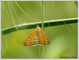 Attēlu rezultāti vaicājumam “Sitochroa verticalis”