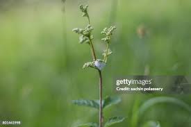 Attēlu rezultāti vaicājumam “Aphrophoridae nymph”