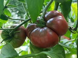 Afbeeldingsresultaat voor debarro black tomato