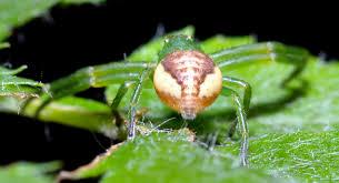 Attēlu rezultāti vaicājumam “Diaea dorsata”