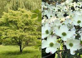 Image result for Solent Viragos