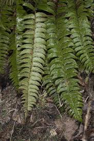 Attēlu rezultāti vaicājumam “Polystichum lonchitis”