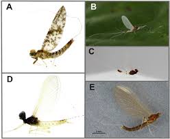 Attēlu rezultāti vaicājumam “Ephemeroptera imago”