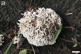 Attēlu rezultāti vaicājumam “Trechispora mollusca”