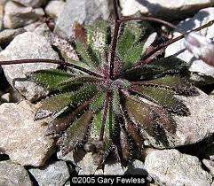 Attēlu rezultāti vaicājumam “Erophila verna leaf”