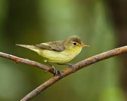 Attēlu rezultāti vaicājumam “Hippolais icterina adult”