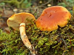 Attēlu rezultāti vaicājumam “Gymnopilus sapineus”