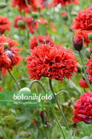 Attēlu rezultāti vaicājumam “Papaver somniferum flower”