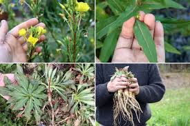 Attēlu rezultāti vaicājumam “Oenothera biennis leaf”