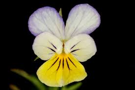 Attēlu rezultāti vaicājumam “Viola tricolor subsp. matutina”