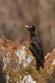 Attēlu rezultāti vaicājumam “Dryocopus martius”