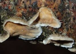 Attēlu rezultāti vaicājumam “Enteridium corticatum”