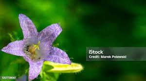 Attēlu rezultāti vaicājumam “Campanula trachelium leaf”