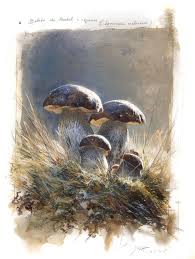 Attēlu rezultāti vaicājumam “Leccinum melaneum”